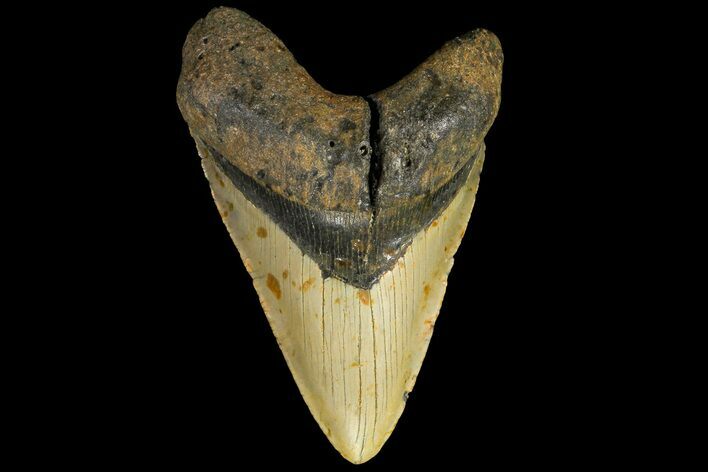 Fossil Megalodon Tooth - North Carolina #109778